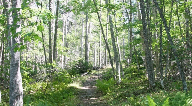 A trail through a dense forest