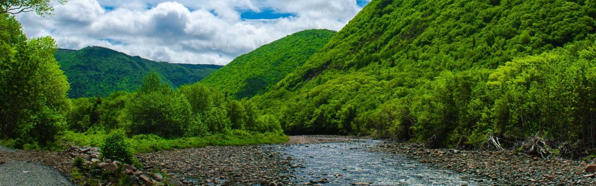 A dense forest landscape and a small river
