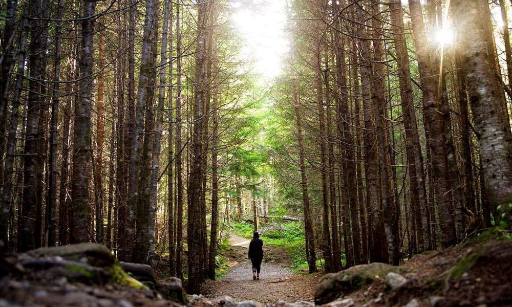 A woman walks down a trail in a dense forest