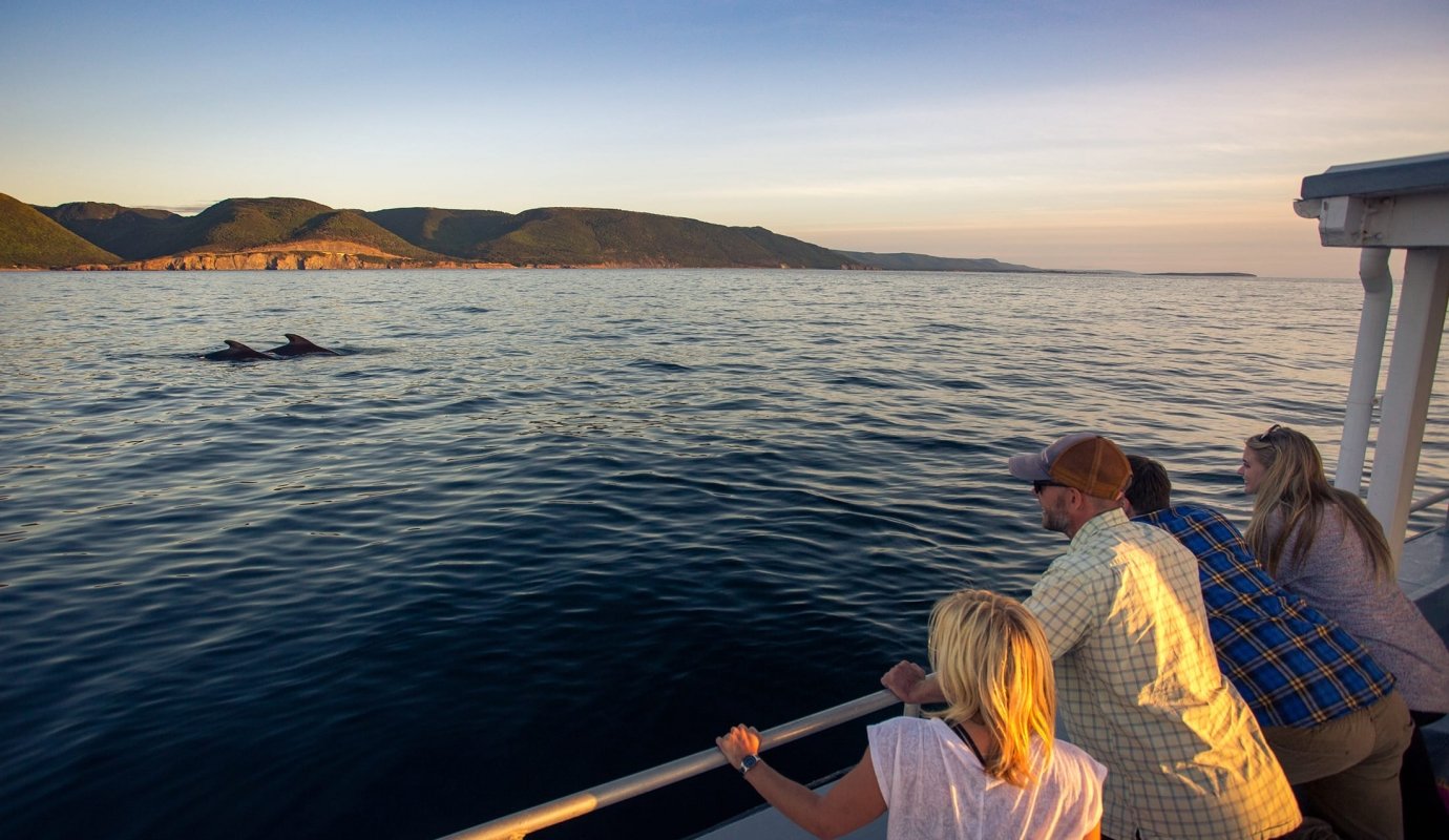A family watches two whales from a boat