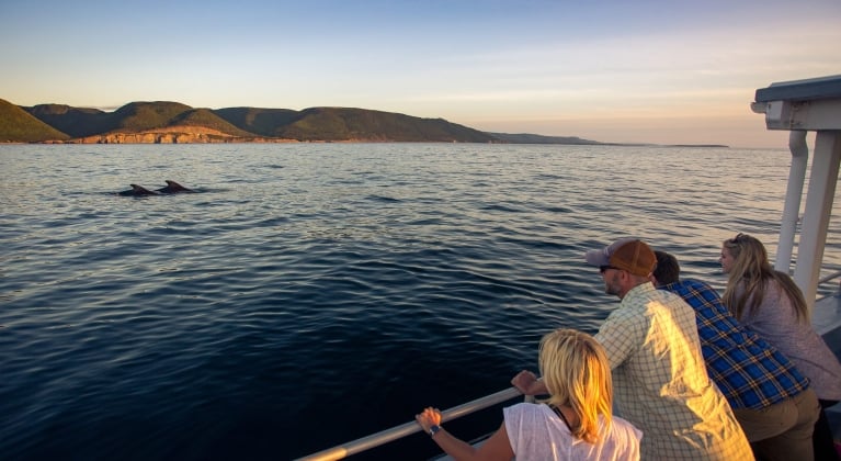 A family watches two whales from a boat