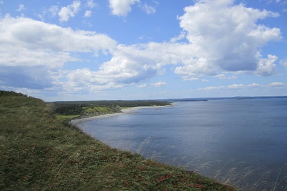 A grassy ocean coastline