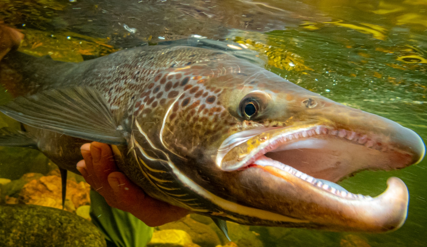 fisher holds large fish under the water