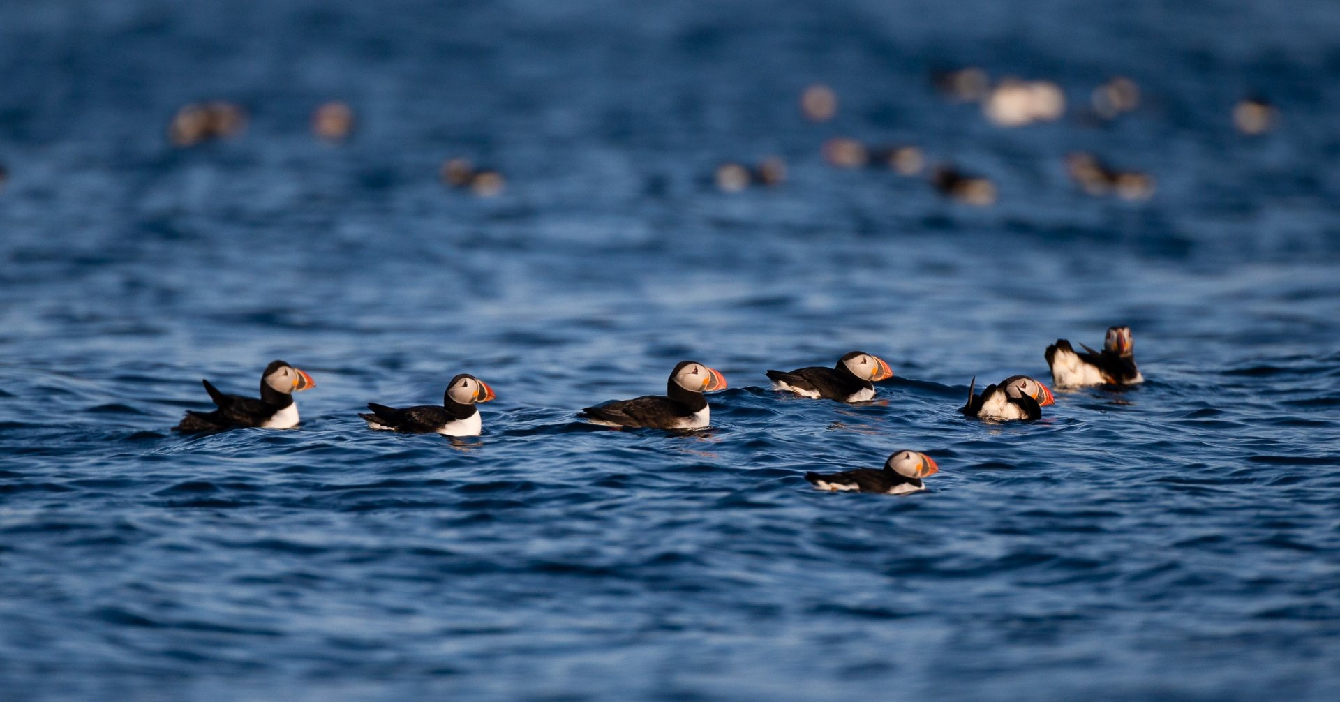Birding in Cape Breton 1