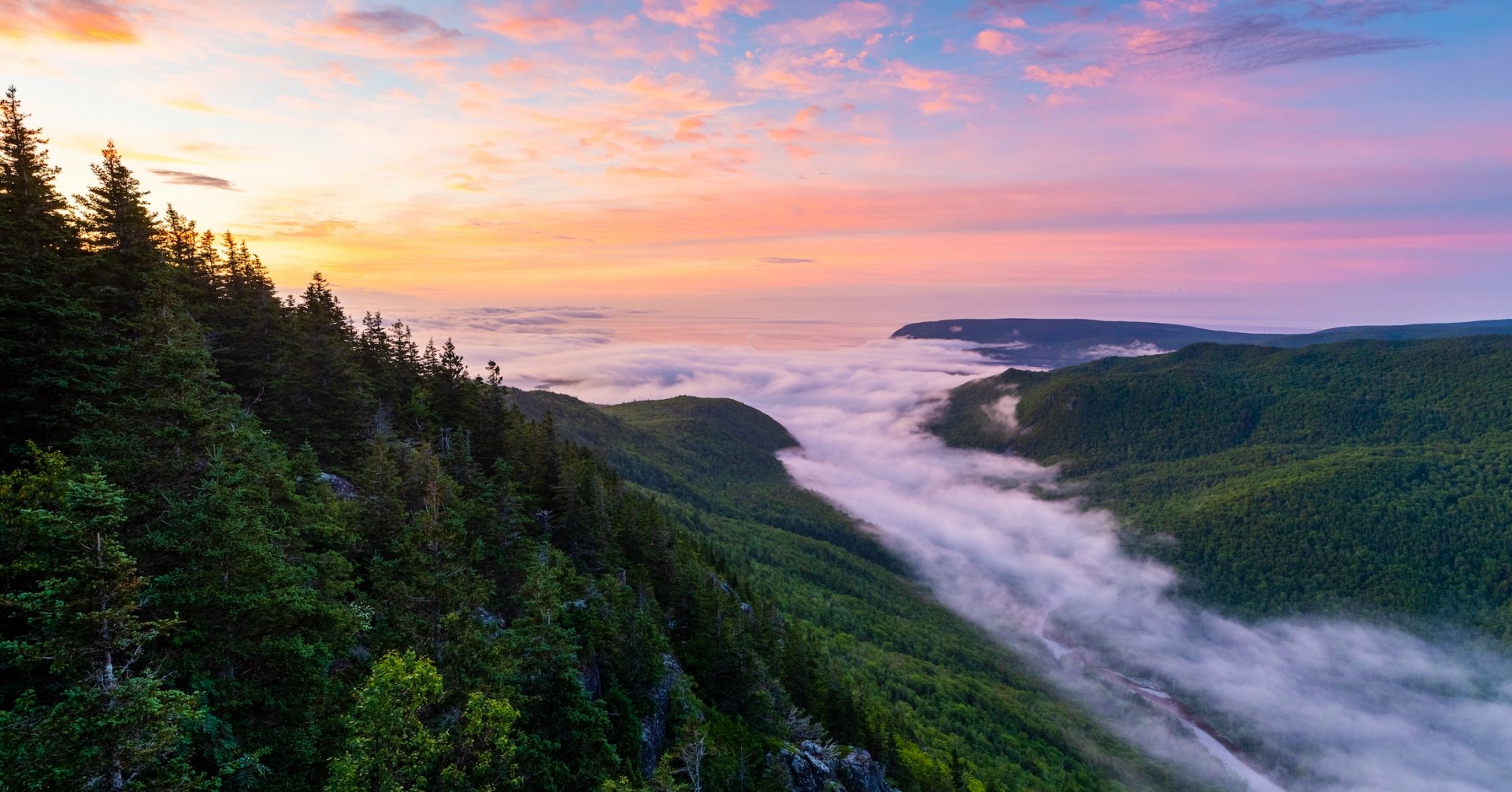 low fog rolls into wooded valley from the ocean